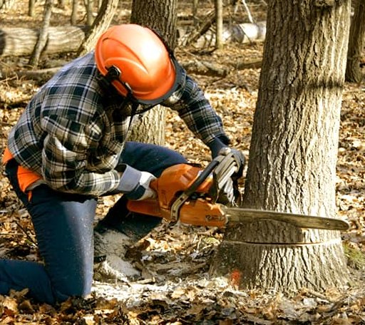 Tree Removal in Killington, VT